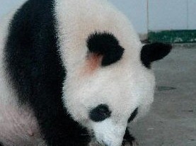 �Ϸ�Ұ������԰