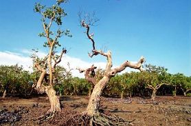 ��������Ȼ������