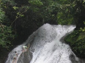 �Ŷ�ɭ���ٲ�Ⱥ����
