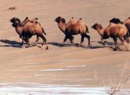 ���ϰ���Ȼ������