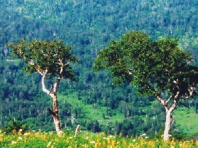 �İ���Ķ�ֳ�