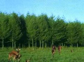 ���Ʒ廬ѩ��