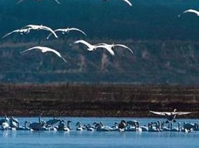 �����ʪ����Ȼ������