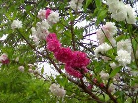�һ���