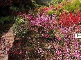 桃源山景区+门票