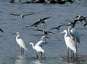 ���Ǻ�������Ȼ������