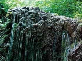 ����ɭ����Ȼ������