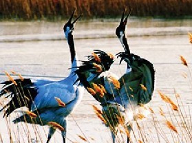 ĪĪ����Ҽ���Ȼ������