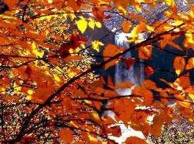 ����̶����ɭ�ֹ�԰