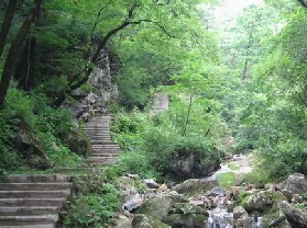 ��ȸɽɭ�ֹ���