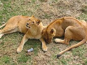 ������˨����԰