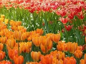 ��������԰