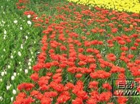 ������ֲ��԰