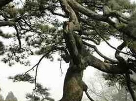 ����ɣ������ַ