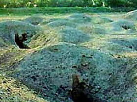 �ɲ����˹�ĹȺ