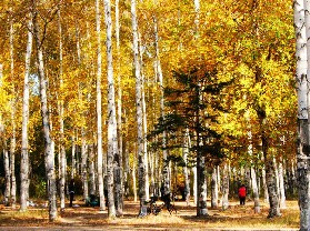 新疆阿勒泰市桦林公园