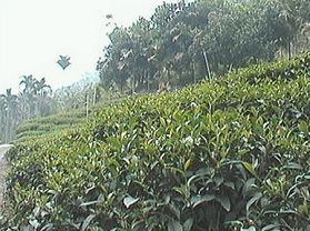 ��ɽ������